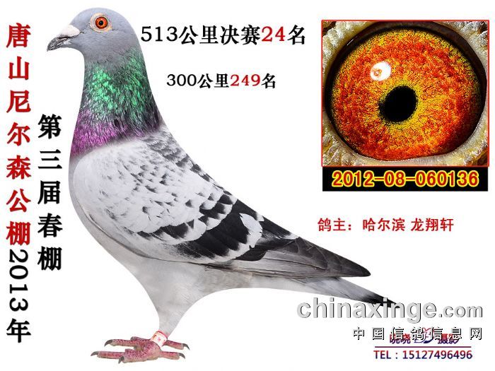 唐山尼尔森春棚2013年获奖鸽图片欣赏