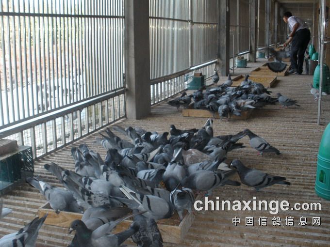 翠枫园春棚幼鸽生活照 - 贵州翠枫园赛鸽中心 - 中国.