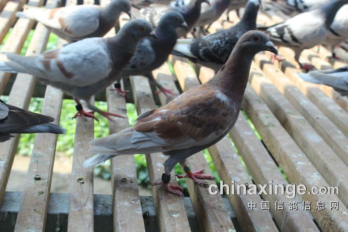 北京盛世滨河国际赛鸽公棚-《爱鸽写真集》 -