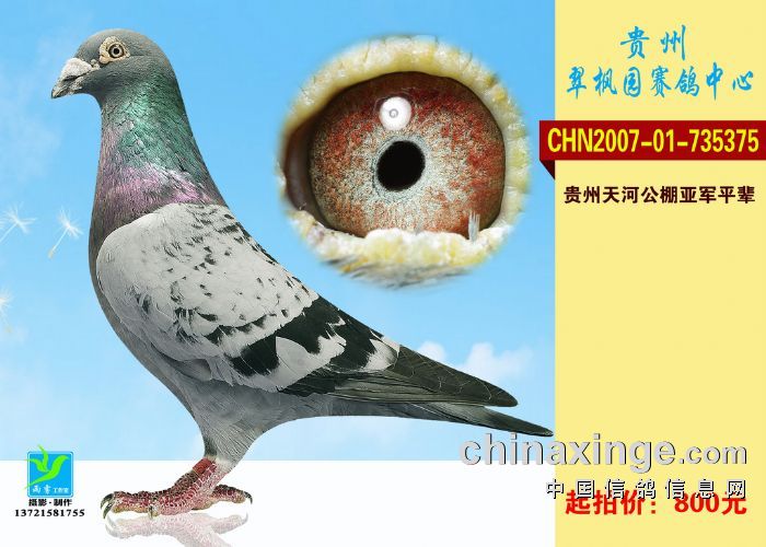 翠枫园新增拍卖鸽图片欣赏