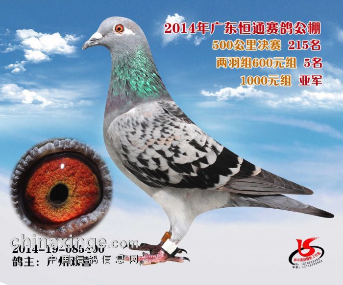 2014年广东恒通公棚拍卖鸽图片(211-220)