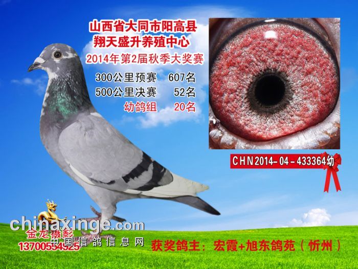 1-100名照片 - 山西大同阳高县翔天盛升信鸽养殖中心