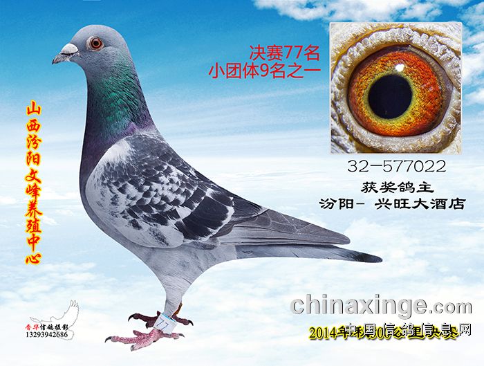 500公里决赛赛鸽图片(71-80)