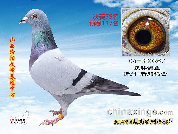 500公里决赛赛鸽图片(71-80)