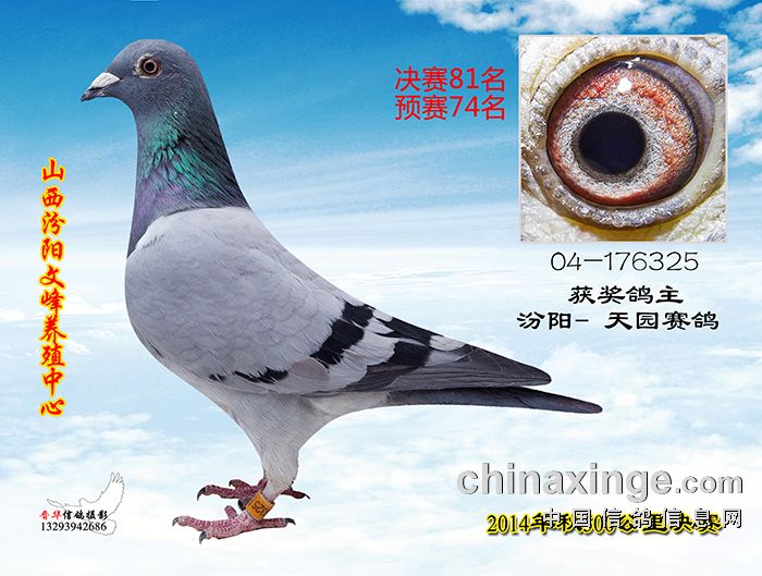 500公里决赛赛鸽图片(81-90)