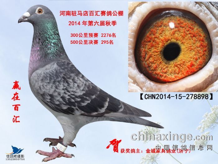 河南驻马店百汇公棚2014年决赛291名295名铭鸽欣赏