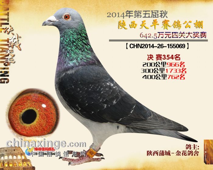 351-355 - 陕西天平赛鸽公棚(秋棚) - 中国信鸽信息网