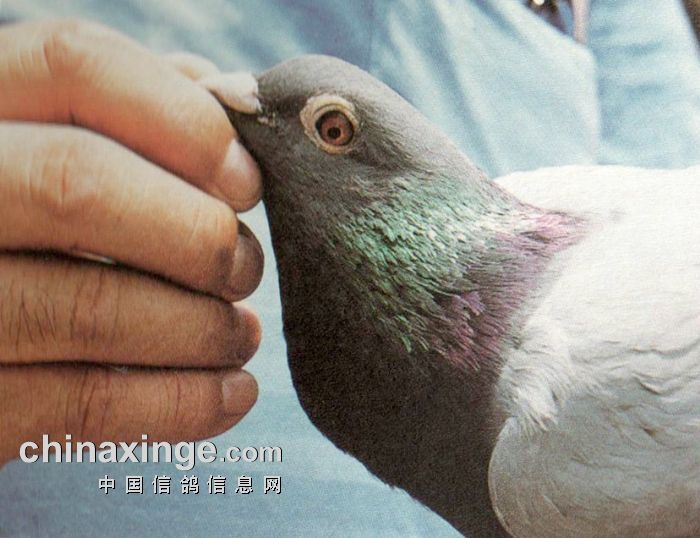 好幼鸽的动态观察 - 上海君冠赛鸽中心 - 中信网各地.