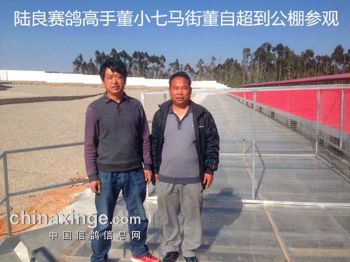 公棚与鸽友交流来往 - 云南陆良同乐赛鸽中心 - 中国.