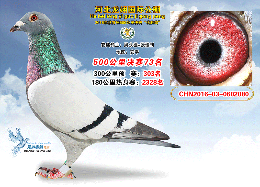 决赛61—90名获奖鸽照片