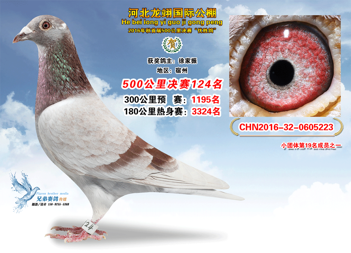 决赛121—150名获奖鸽照片