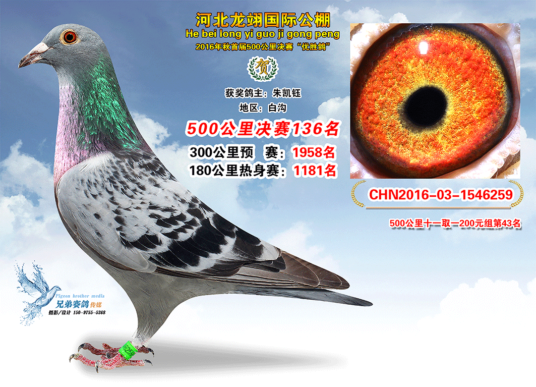 决赛121—150名获奖鸽照片