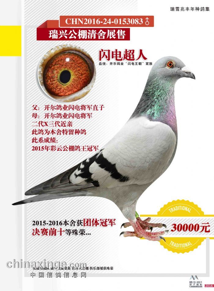 新发布-瑞兴公棚种鸽展售十四(联系电话:13888502399付先生)