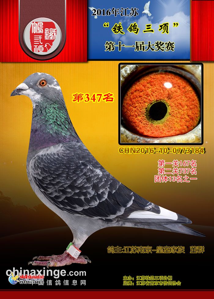 16年秋铁鸽三项赛鸽公棚奖鸽欣赏(346-350)名 - 江苏