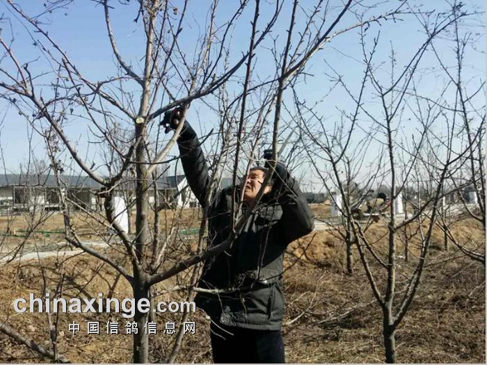 百团公棚.场地清理 修剪果木