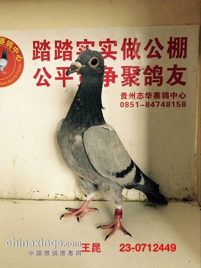 贵州志华赛鸽中心2017年3月8日新进幼鸽图片