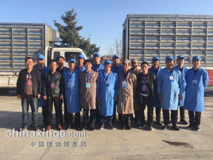 庆阳帝珲公棚60公里清棚集鸽上笼实照