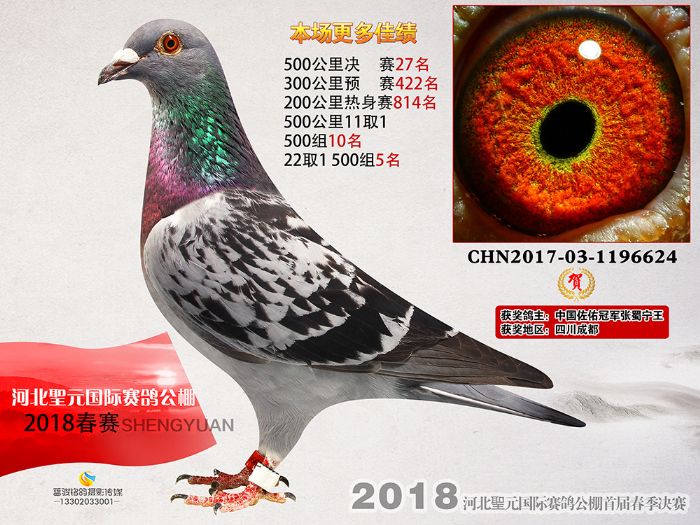 圣元公棚16-30名获奖鸽图片