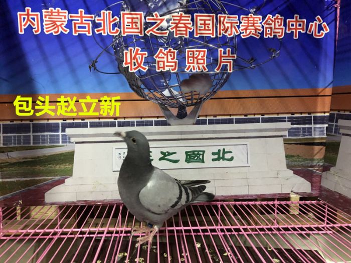 内蒙古北国之春赛鸽中心5月12日收鸽信息
