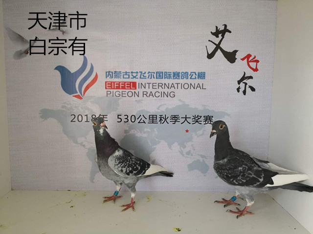 4953355                  内蒙古艾飞尔赛鸽公棚5月30日收鸽信息
