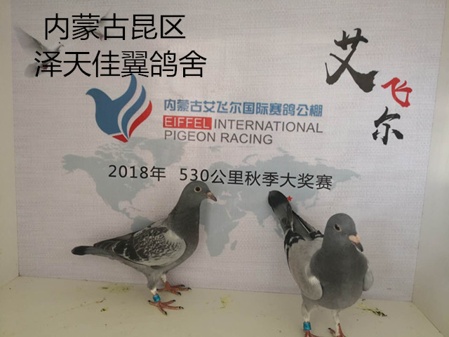 4953355                  内蒙古艾飞尔赛鸽公棚5月30日收鸽信息