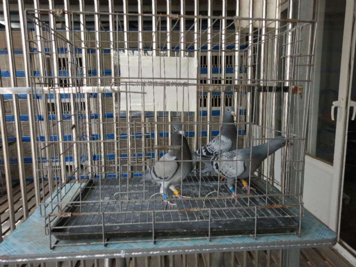 北京捷信庄园赛鸽公棚6月3日收鸽图片(1)