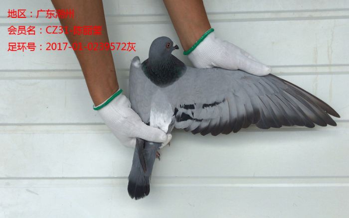 广东欣洋公棚潮州春棚-清棚照片⑨