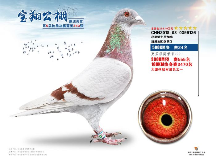 2018年宝翔公棚决赛获奖鸽16-30