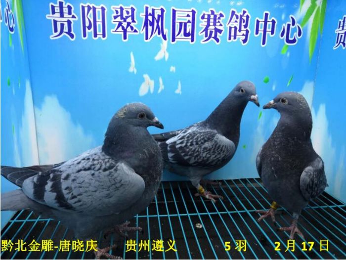 翠枫园2月17日幼鸽入棚照(三) - 贵州翠枫园赛鸽中心