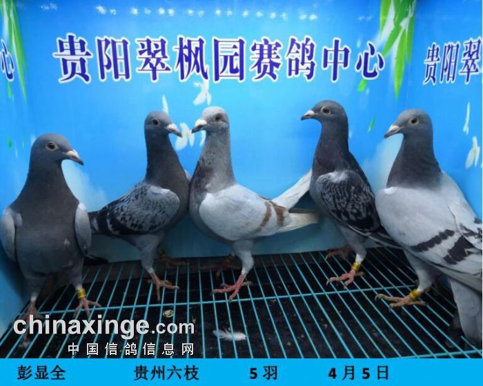 翠枫园4月5日幼鸽入棚照(二) - 贵州翠枫园赛鸽中心