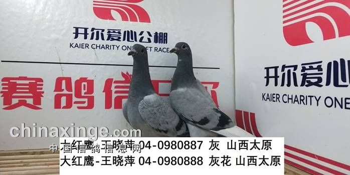 开尔爱心公棚(大棚)5月11日幼鸽入棚照(七)