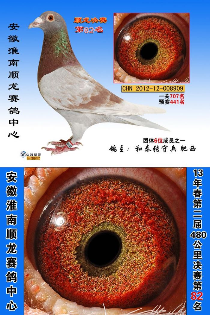 安徽淮南顺龙赛鸽中心51-100名获奖鸽欣赏