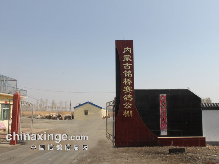 铭桥赛鸽公棚图片