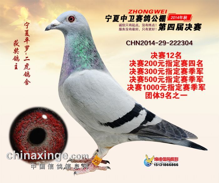 14年中卫赛鸽公棚决赛奖鸽欣赏(11-15)名 - 宁夏中卫赛鸽公棚 - 中信