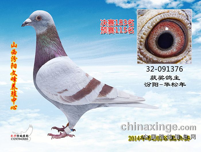 500公里决赛赛鸽图片(181-190) - 山西汾阳文峰养殖中心 - 中信网各地