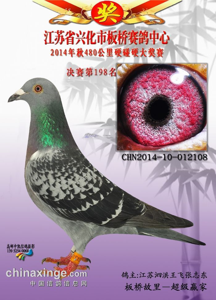 2014年秋硬碰硬决赛 196-200 - 江苏兴化市板桥赛鸽中心 - 中国信鸽