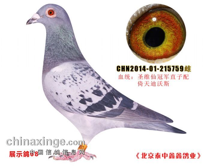 尔曼父子成都展卖会名鸽介绍5 - 成都国奥(国际)赛鸽中心 - 中国信鸽