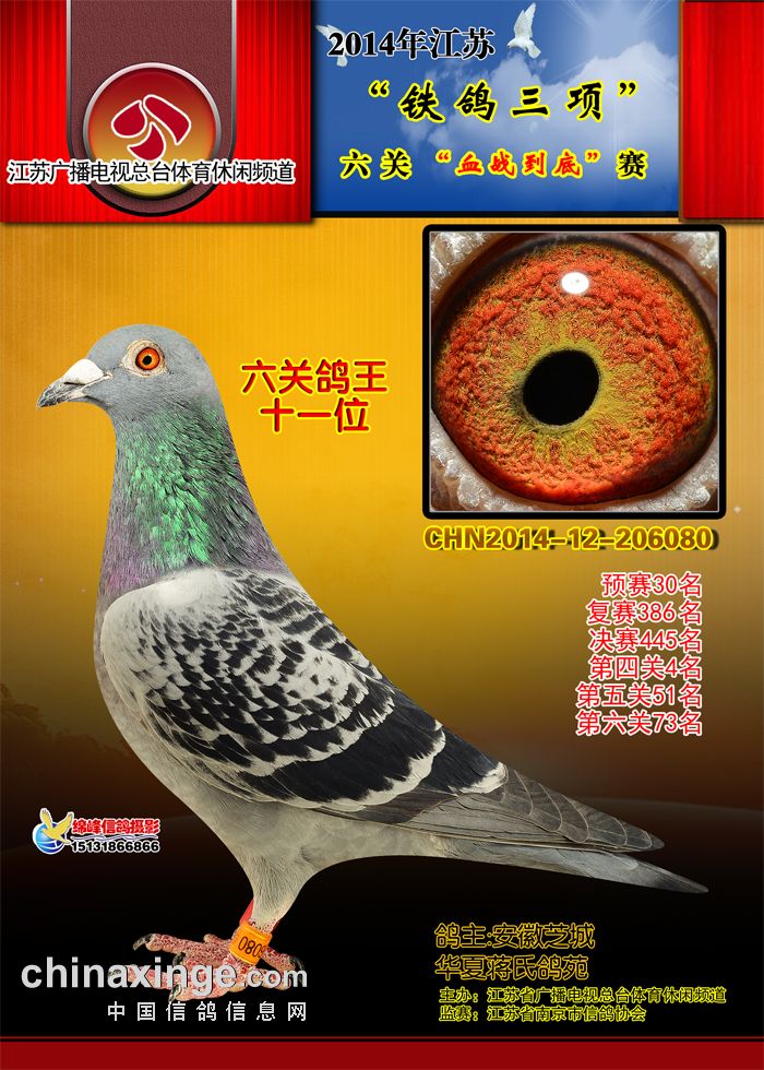 14年铁鸽三项六关鸽王奖鸽欣赏1115名