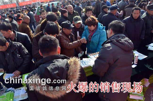 山农大药业寄养中心6人前往德州市平原县恩城镇,参加2015平原恩城鸽子