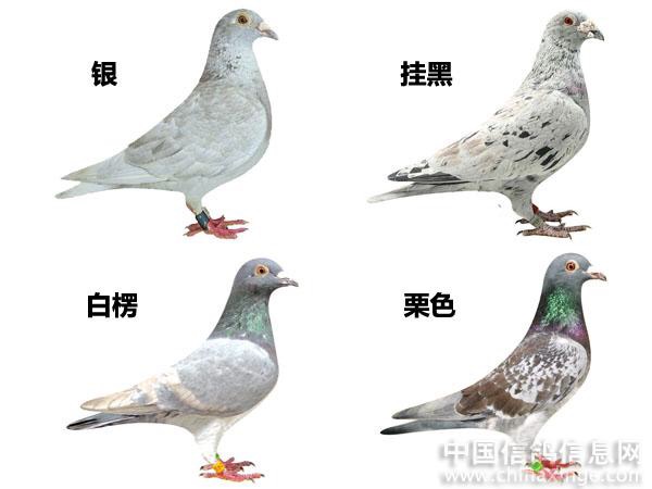 赛鸽最全羽色!与赛鸽的关系!