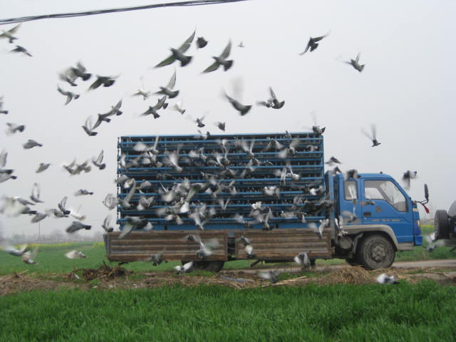 陕西宝鸡鑫昊赛鸽公棚训放3公里入笼运输开笼工作实照