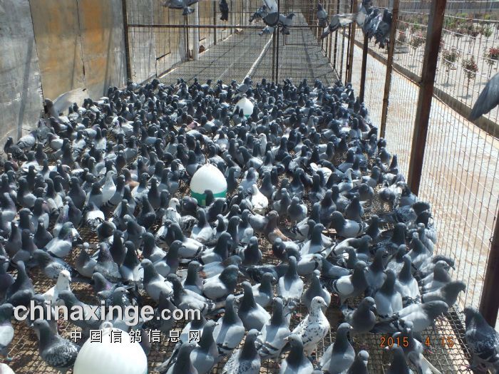 500公里加站赛上笼照片 - 云南石林赛鸽中心(春棚) - 中信网各地公棚