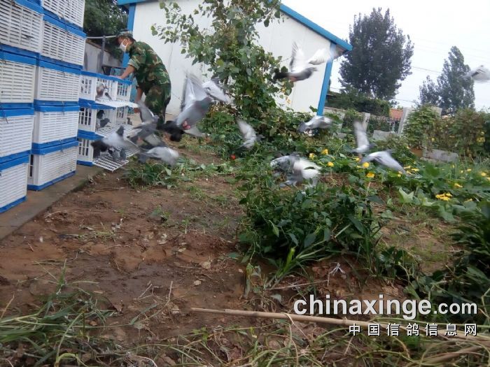 山农大药业寄养中心 - 中国信鸽信息网公棚信息www