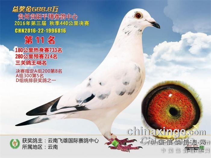 飞雄国际 感谢 - 云南飞雄国际赛鸽运动中心 - 中国信鸽信息网公棚