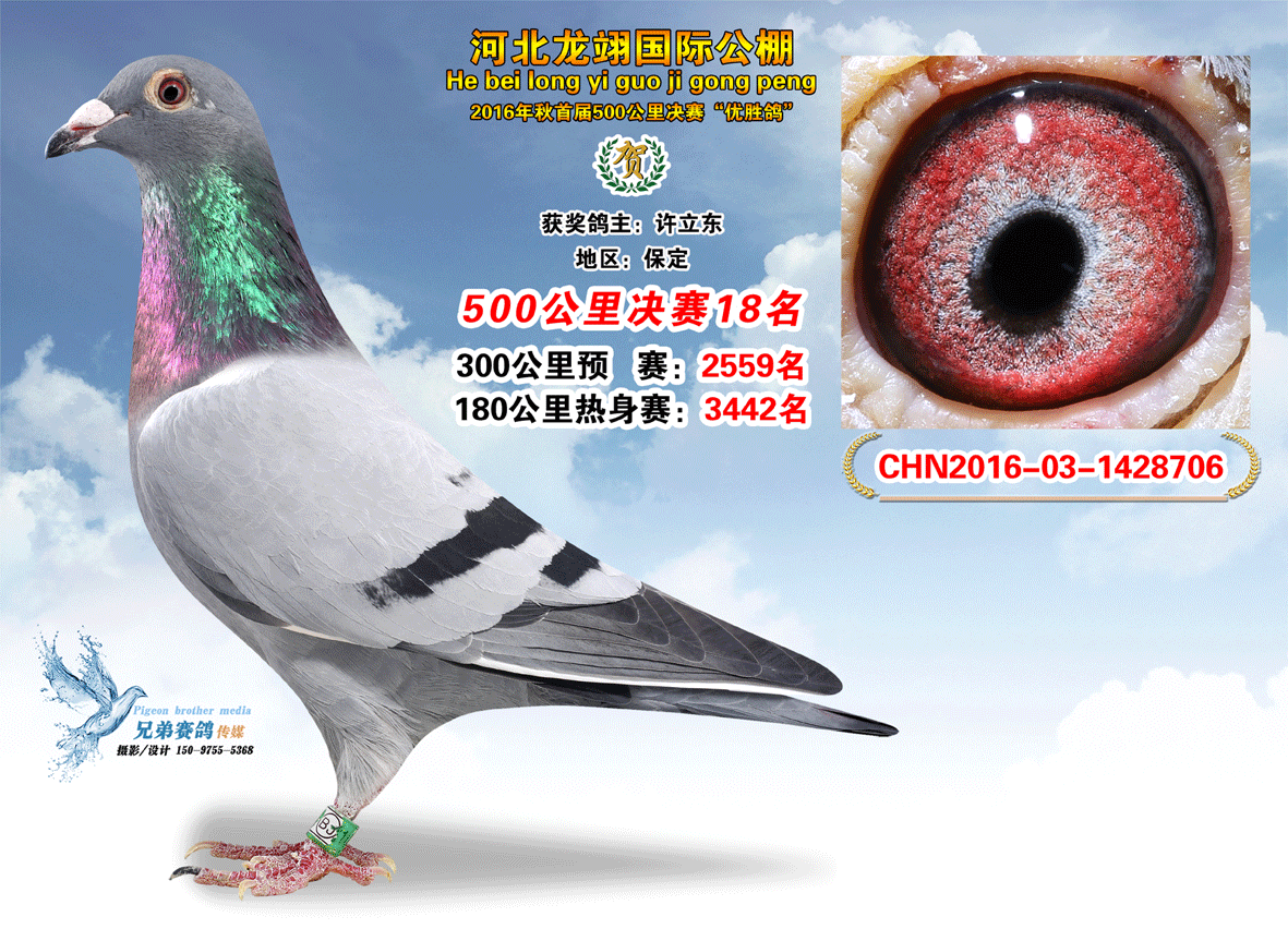 决赛1—30名获奖鸽照片 - 河北龙翊国际赛鸽公棚 - 中信网各地公棚