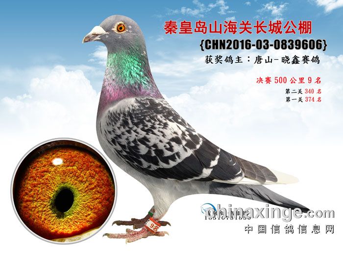 2016年决赛成绩鸽图片1-30 - 秦皇岛山海关长城赛鸽公棚 - 中信网各地