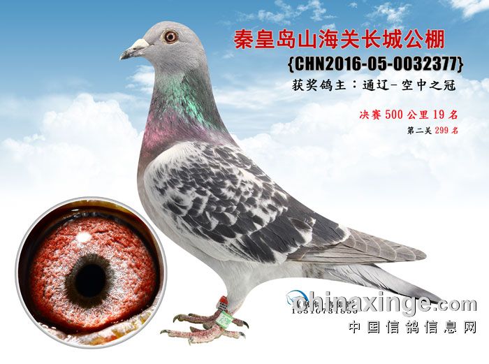 2016年决赛成绩鸽图片1-30 - 秦皇岛山海关长城赛鸽公棚 - 中信网各地