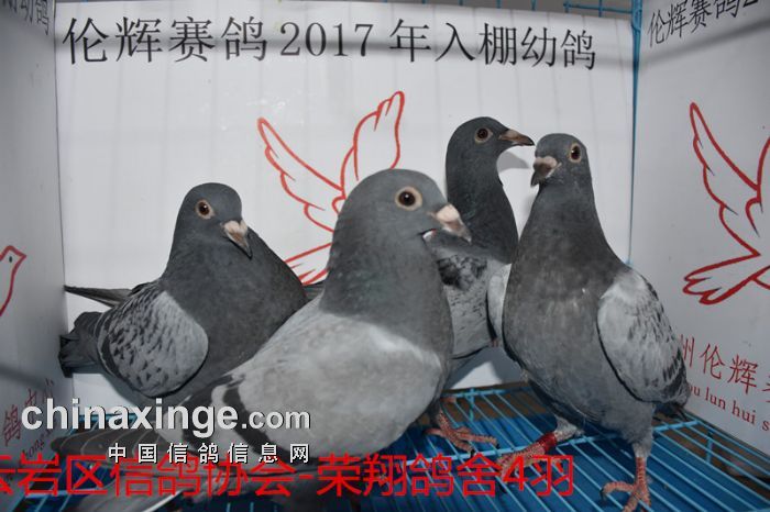 贵州伦辉赛鸽中心:2017年2月8日幼鸽入棚照