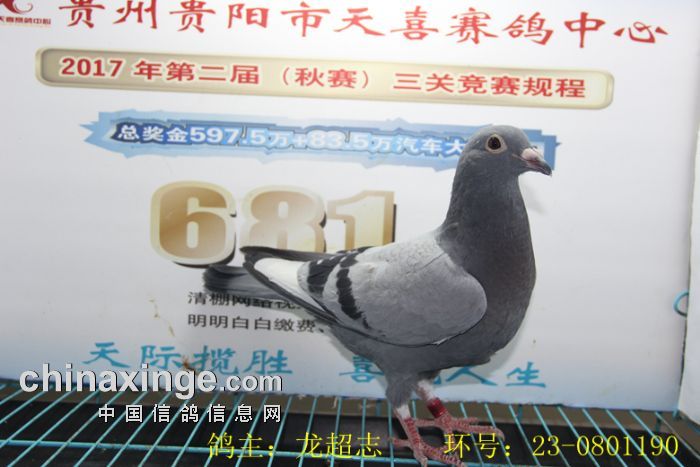 贵阳天喜赛鸽中心2017年2月24日幼鸽入棚照(图1)