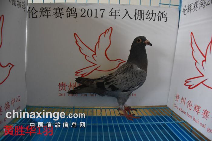 贵州伦辉赛鸽中心:2017年2月26日幼鸽入棚照(二)